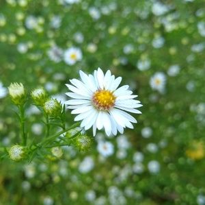 Meet your Posher, Shea